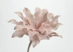 6 Fleurs Cumbia Rose Poudré 54cm